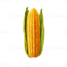 Corn World Frozen Corn on Cob 4 pcs × 12 - Carton